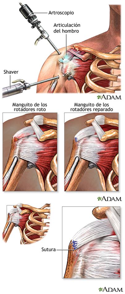 Anatomia Del Manguito Rotador