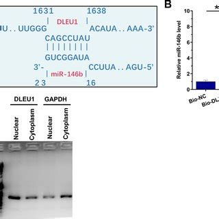 Exploration Of The Direct Interaction Between Dleu And Mir B P And