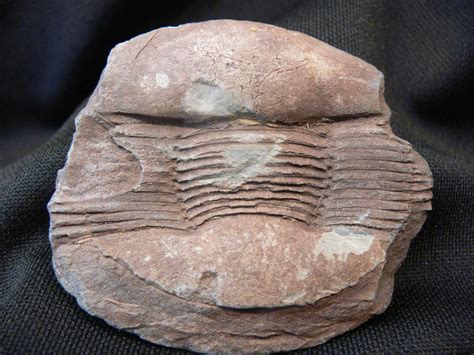 trilobites-a