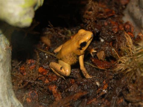 The Online Zoo - Golden Poison Frog