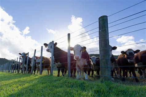 Confira 6 Boas PrÁticas Para Manejo PrÉ Abate De Bovinos De Corte