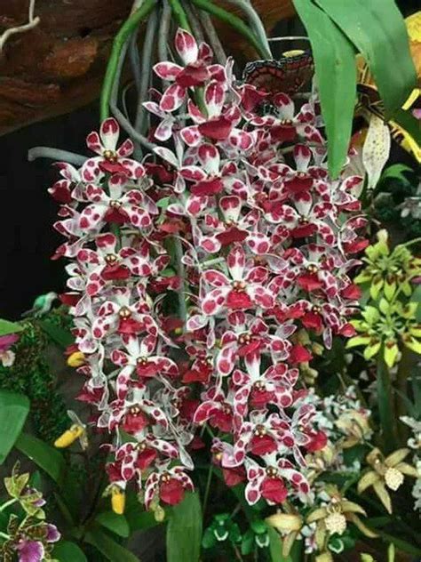 ART-ЦВЕТЫ И НАТЮРМОРТЫ – 317 фотографий | Unusual flowers, Exotic ...