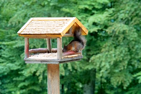 Eichhörnchen Im Vogelhaus Foto And Bild Tiere Wildlife Wildlife Luder