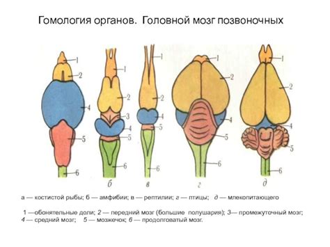 Мозг млекопитающего рисунок (47 фото)