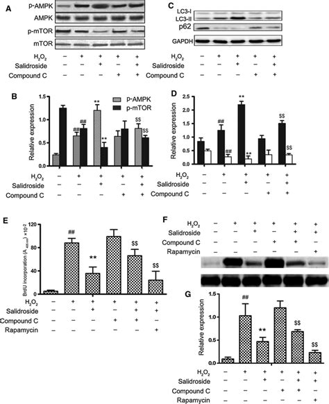 Salidroside Increased Phosphorylated AMPK And Decreased Phosphorylated