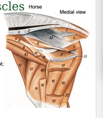 Lecture Id Muscles Of The Pelvic Limb Flashcards Quizlet