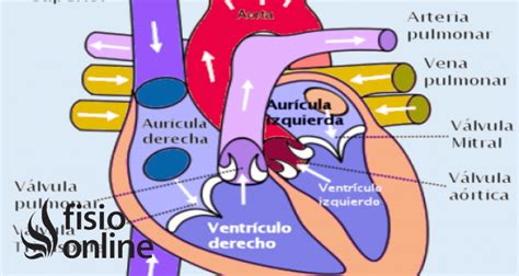 Ver A Través De Eximir Circular Auriculas Ventriculos Apaciguar