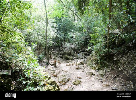 Hiking Trail In The Galilee Israel Passing Through A Dense