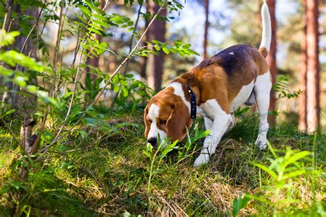 5 Giochi Olfattivi Da Fare Con Il Tuo Cane Per Divertirvi Insieme E