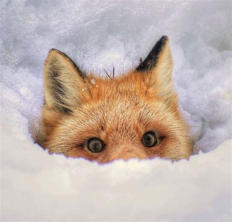 Лиса :: snow :: animals :: fox :: снег :: живность :: fandoms ...