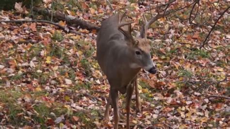 Hook And Hunting Liberty Hunt Taking Place This Weekend 9and10 News