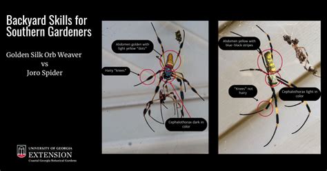 Battle Of The Weavers Joro Spider Vs Golden Silk Orb Weaver Coastal