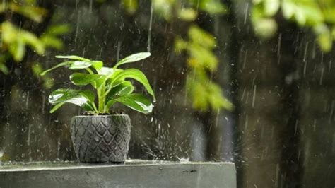 Cómo aprovechar el agua de lluvia para regar tus plantas de interior