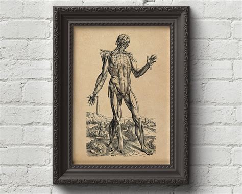 Skinless Man Muscles Andreas Vesalius Art Print Etsy