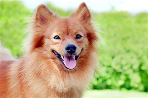 German Spitz Haircut