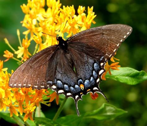 17 Best Images About Spicebush Swallowtail Butterfly On Pinterest