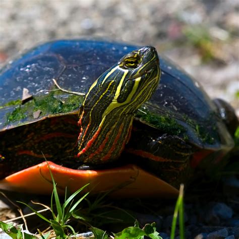 Painted Turtle - Critter Republic Dive Center