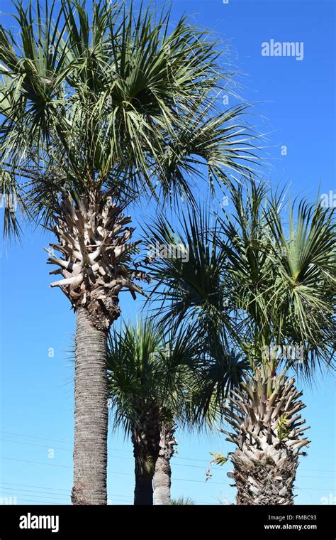 Palm Trees In The Tropics Stock Photo Alamy