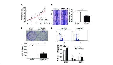 Knockdown Of MALAT1 Decreases Proliferation And Metastasis In