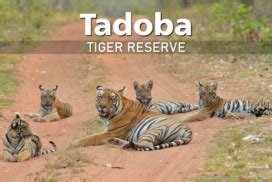 Tadoba-Andhari Tiger Reserve’s 16th Buffer Zone Gate at Somnath