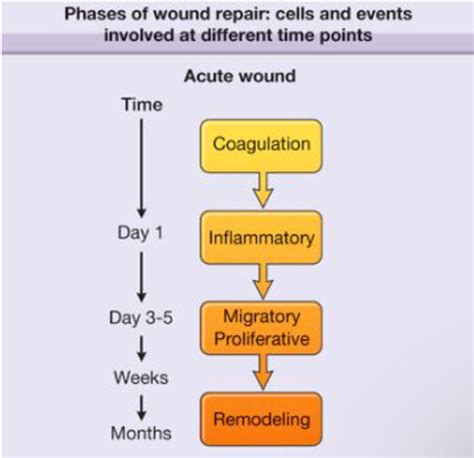 Exam 2 Wound Management And Wound Healing Flashcards Quizlet