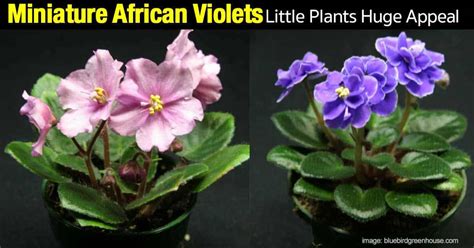 African Violet Care How To Grow African Violet Plants [guide]