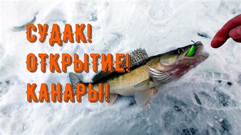 СУДАК! ОТКРЫТИЕ! КАНАРЫ! #васярыбаков #судак - YouTube