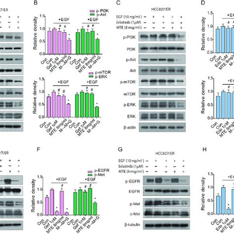 EGFR Knockdown By Specific ShRNA Reduces C Met Expression A