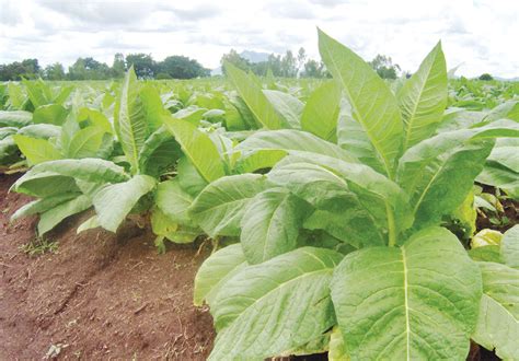 prices entice tobacco growers  times group