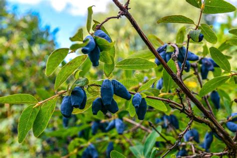 Early Blue Honeysuckle Berries On The Bush Stock Photo Image Of