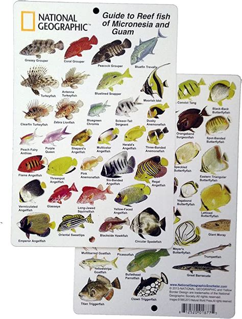 Amazon National Geographic Guide To Reef Fish Of Micronesia And