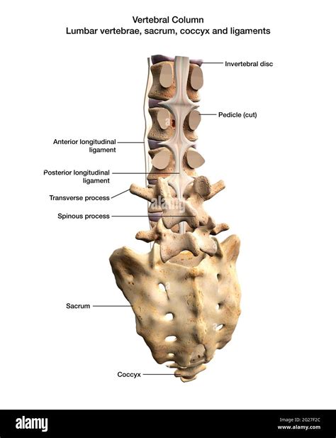 Vertebras lumbares partes Imágenes recortadas de stock Alamy