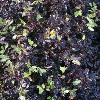 Pittosporum tenuifolium ‘Tom Thumb’ | Planet Plants