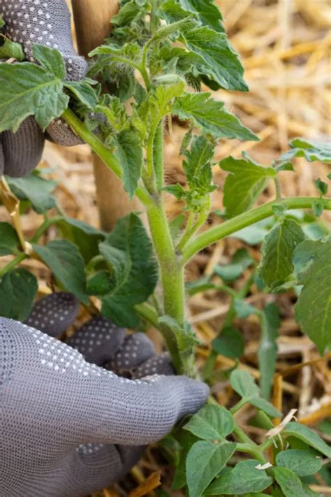 Why You Need To Remove Tomato Suckers How To Prune Tomatoes