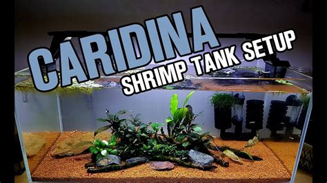 SHRIMP TANK SETUP For Caridina Shrimp YouTube