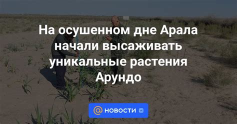 На осушенном дне Арала начали высаживать уникальные растения Арундо ...