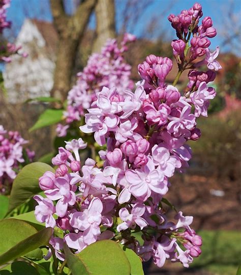 Syringa Vulgaris - Shrubs - Arboretum Garden Centre