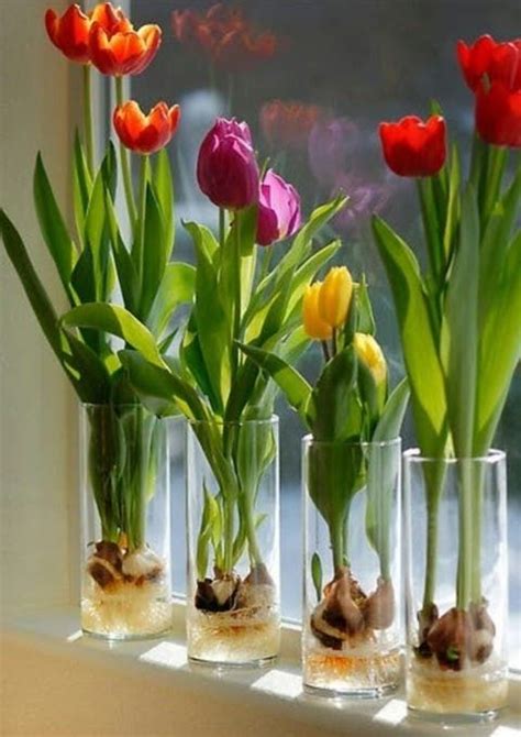 10 Fleurs Et Plantes Que Vous Pouvez Facilement Cultiver Dans Un Verre