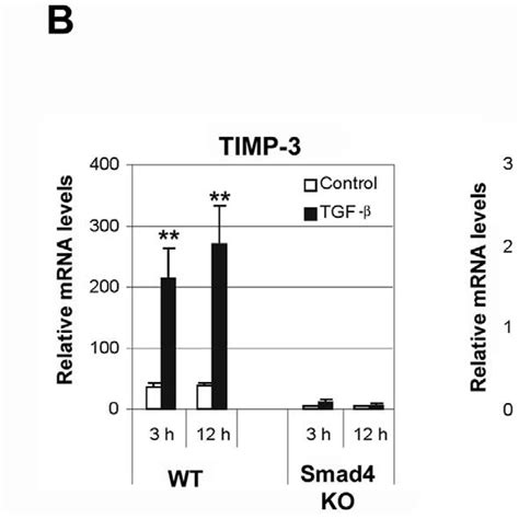 TGF B Induces TIMP 3 Gene Expression In A Smad Dependent Manner In