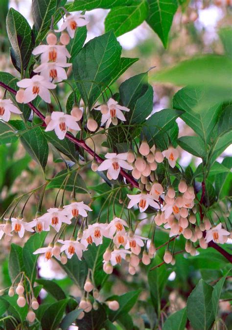 Japanese Snowbell