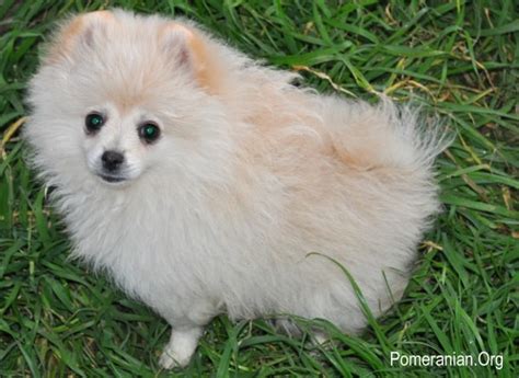 Top 10 Pomeranian Care Tips