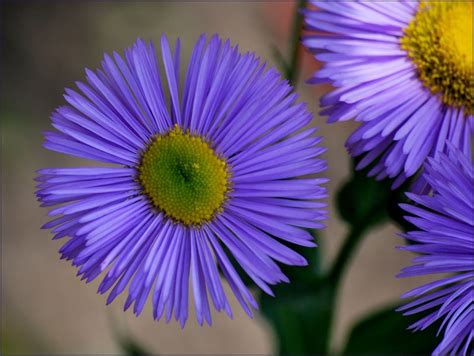 blue flowers - Flower - Photo.net