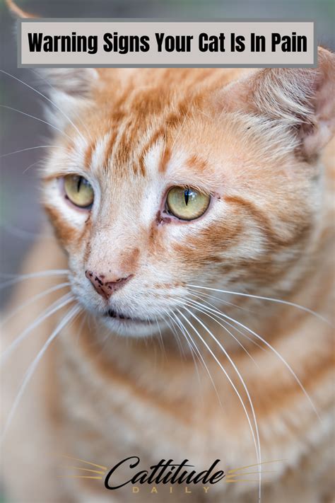 Warning Signs Your That Your Cat Could Actually Be In Pain Artofit