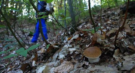 Cercatori Di Funghi Dispersi Nei Boschi Della Toscana Ritrovati Dopo