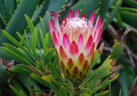 african rosa stripchat - CamRips.eu