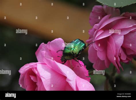 Rose With Beetle Rose Stock Photo Alamy