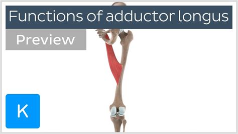 Adductor Longus Muscle Origin, Insertion, Innervation And, 59% OFF