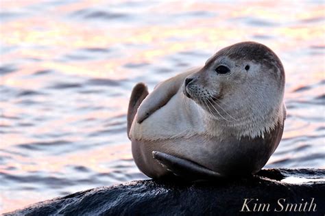 Harbor Seal vs Grey Seal | Kim Smith Films