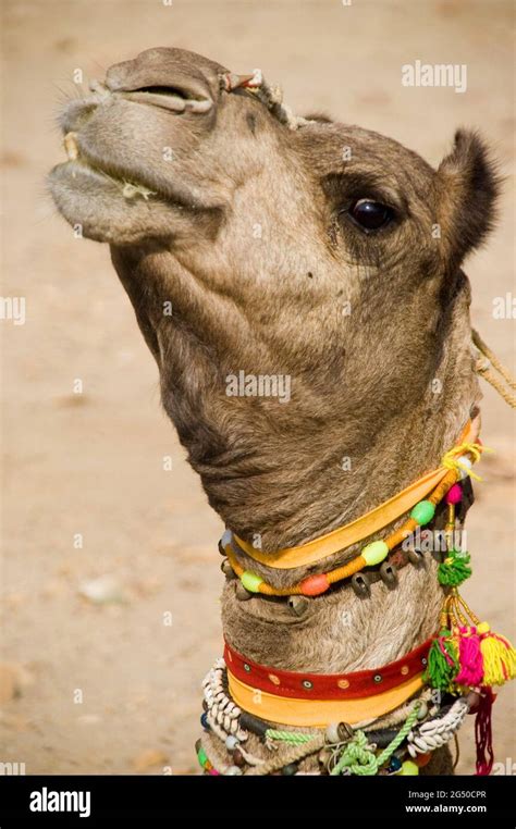 Camels Thar Desert, Rajastan, India Stock Photo - Alamy