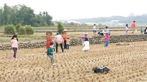 中市外埔中山社區黃金稻浪節登場 推廣地農村特色及有機產業